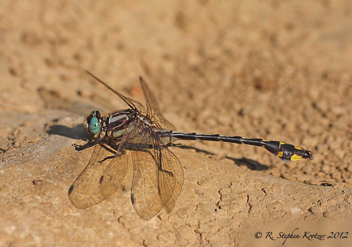 Gomphurus crassus, male